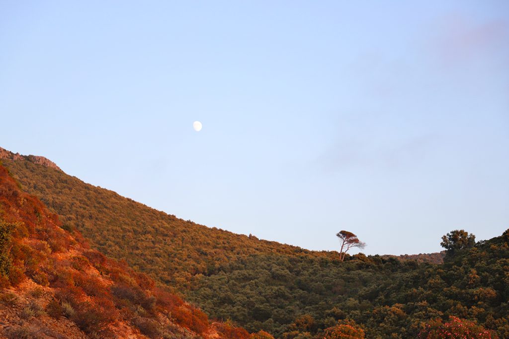 Colline de maquis en Sardaigne avec la lune visible dans un ciel bleu pastel et un arbre solitaire sur la crête, photographie de paysage apaisant par Well Com Studio Graphique à Albi.