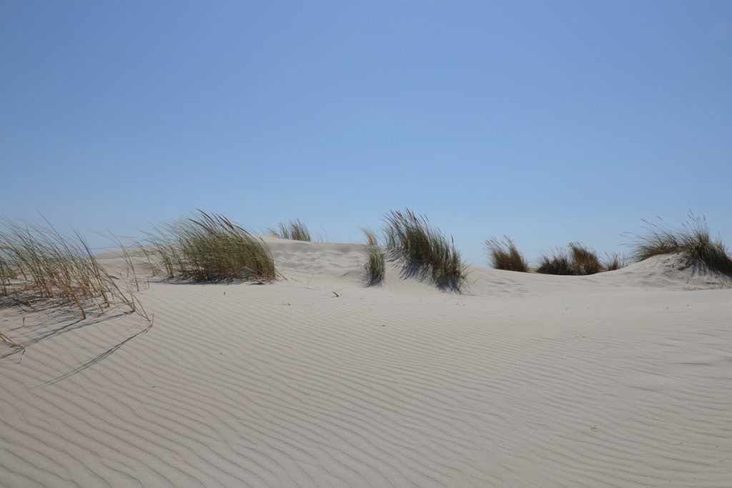 Dunes de sable et herbes sauvages sur la plage de Piscinas en Sardaigne sous un ciel bleu, photographie de paysage et texture naturelle par Well Com Studio Graphique à Albi.