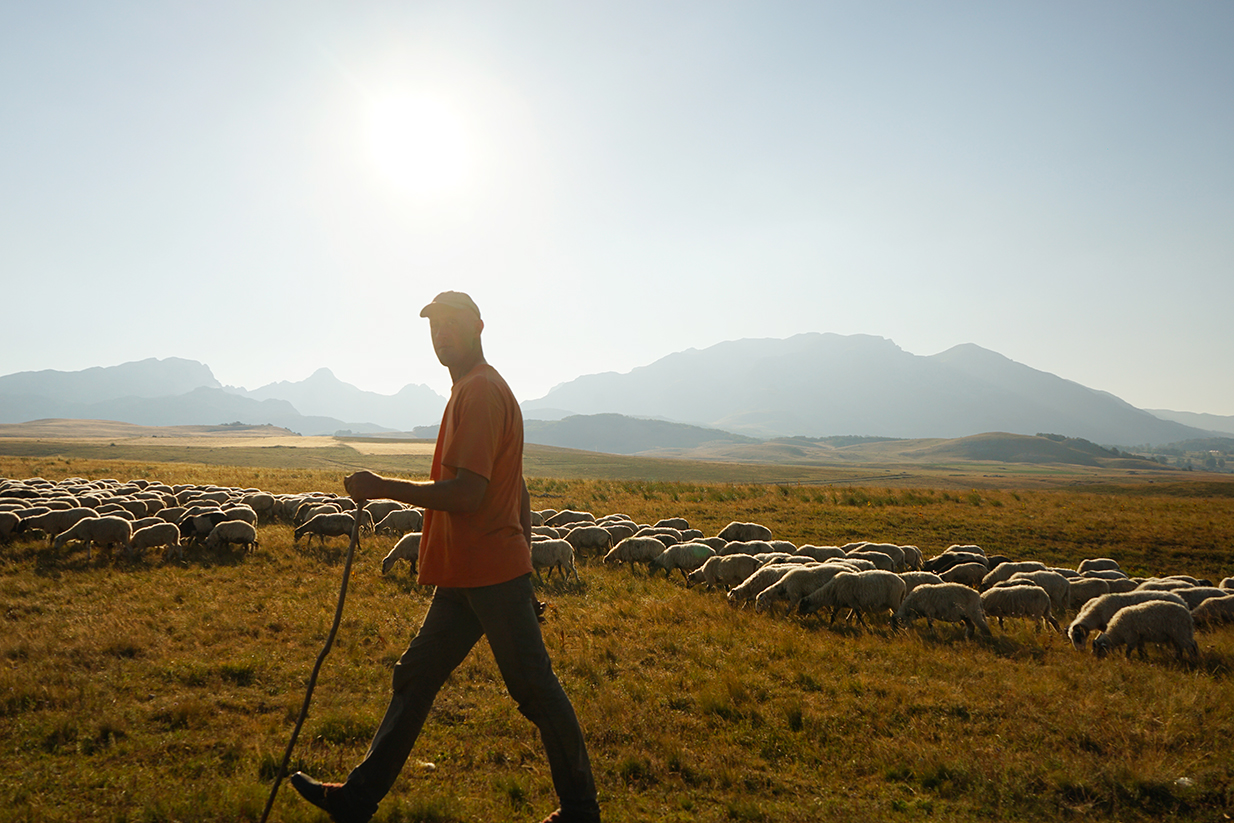 Portrait sur le vif d'un berger marchant devant son immense troupeau de moutons dans les montagnes du Monténégro, photographie de voyage authentique par Well Com Studio Graphique à Albi.