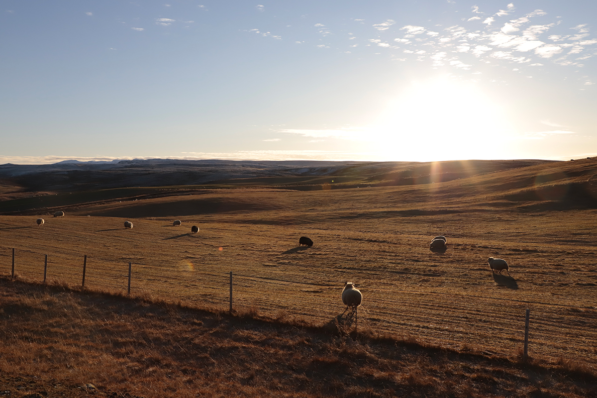Photographie de paysage d'Islande au coucher du soleil (Golden Hour), troupeau de moutons dans un champ avec contre-jour artistique. Prise de vue par Well Com Studio Graphique à Albi.