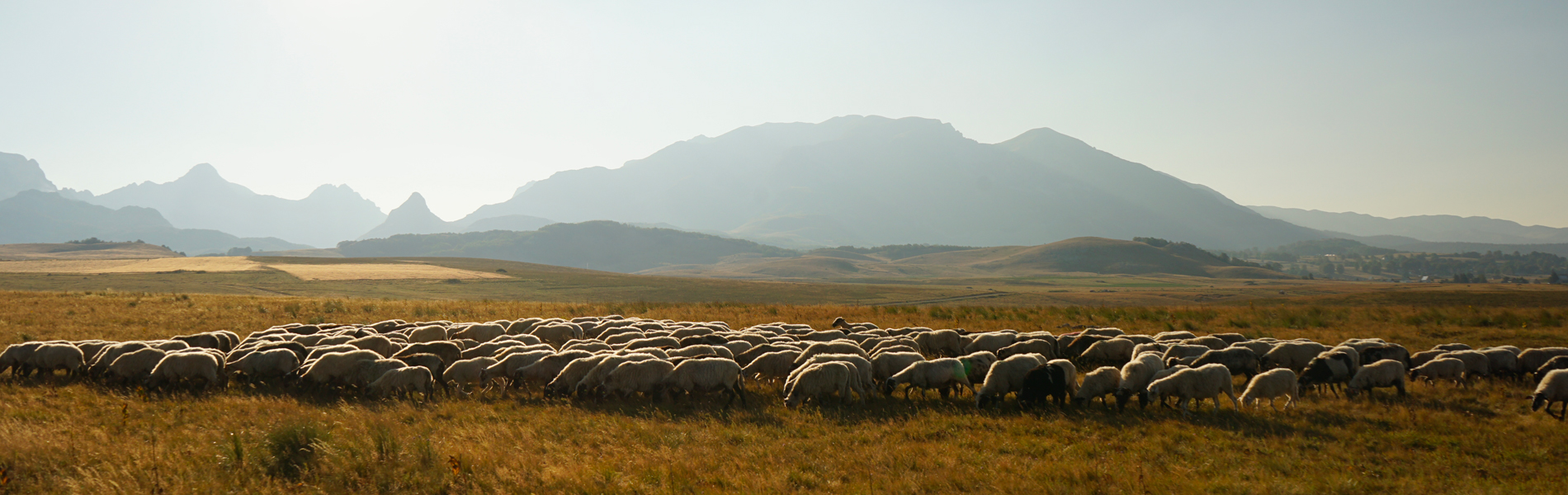 Panorama d'un grand troupeau de moutons sur le plateau des lacs au Monténégro, lumière dorée en contre-jour et chaînes de montagnes en arrière-plan, photographie de voyage par Well Com Studio Graphique à Albi.