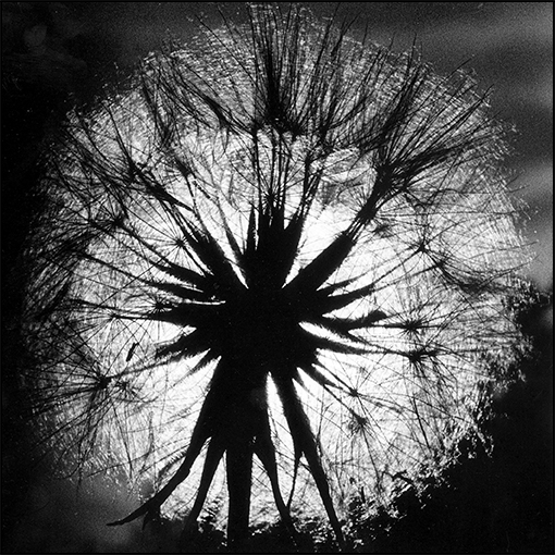 Photographie argentique noir et blanc d'un pissenlit en macro et contre-jour, jeu de texture et de lumière par Well Com Studio Graphique à Albi.