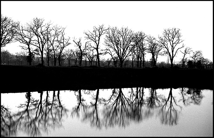 Photographie argentique noir et blanc d'une rangée d'arbres nus se reflétant parfaitement dans l'eau, jeu de symétrie et de contraste par Well Com Studio Graphique à Albi.