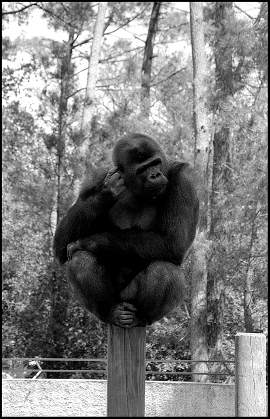 Photographie argentique noir et blanc d'un gorille assis en équilibre sur un poteau se grattant l'oreille, portrait animalier expressif au Zoo de la Palmyre par Well Com Studio Graphique à Albi.