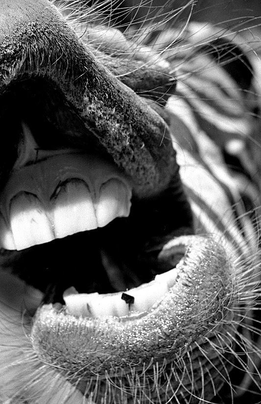 Gros plan argentique noir et blanc sur la gueule ouverte d'un zèbre (dents et moustaches), photographie animalière artistique au Zoo de la Palmyre par Well Com Studio Graphique à Albi.